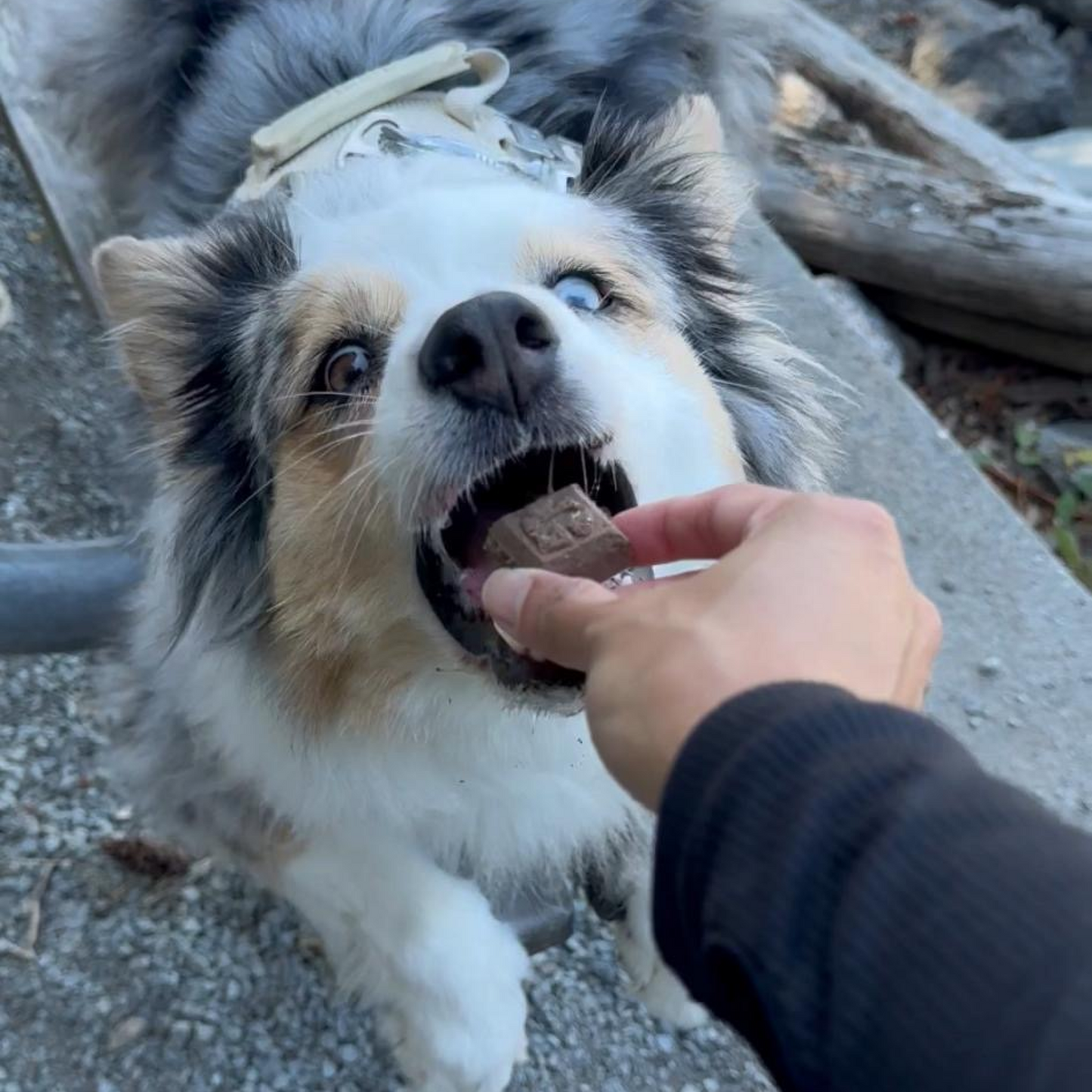 Blue Spirulina & Banana Goat Milk Dog Treats