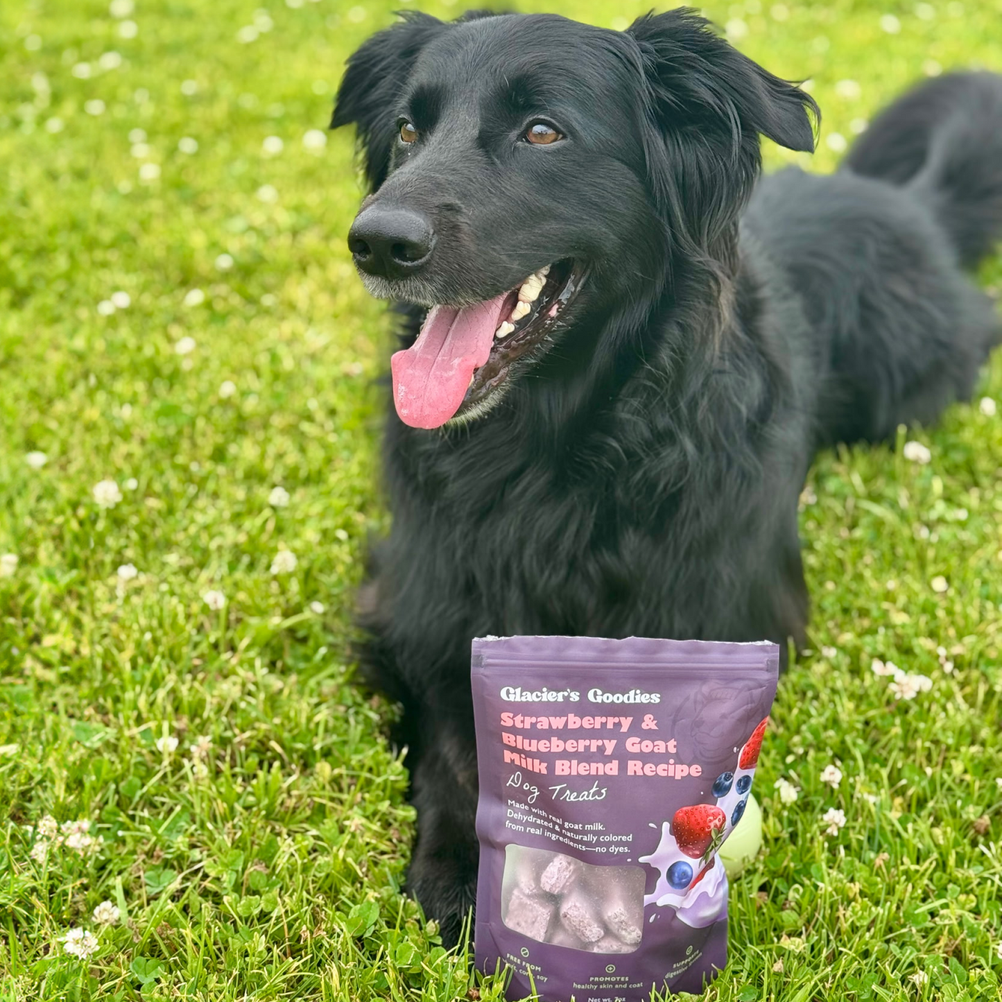 Black dog sitting on grass with a bag of Glacier's Goodies treats in front of it.