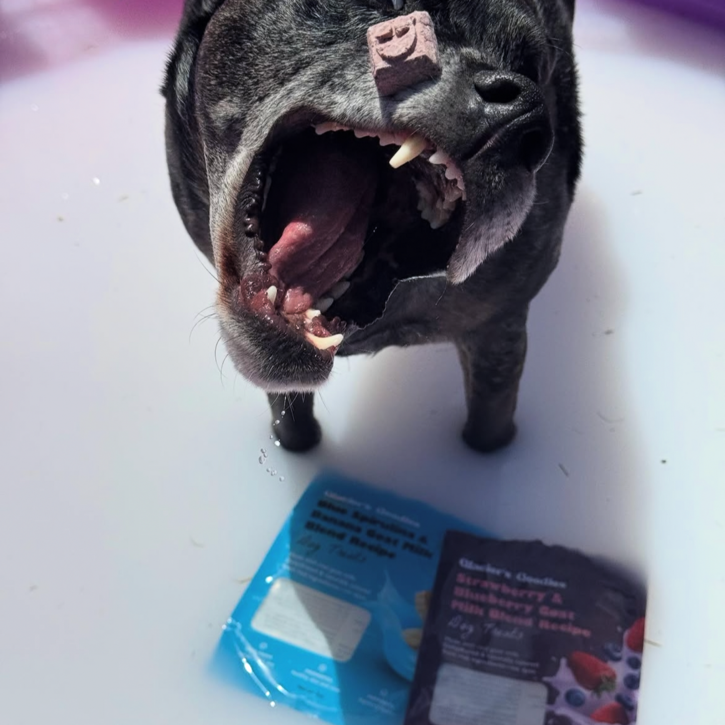 Dog with an open mouth next to a package on a white surface
