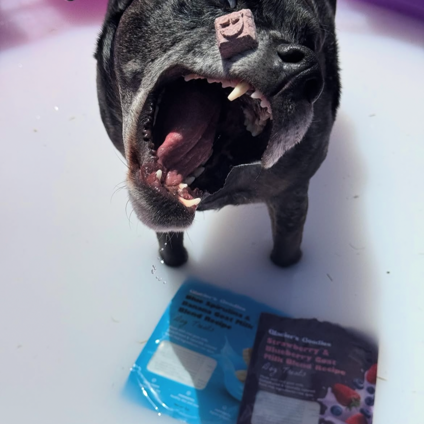 Dog with an open mouth next to a package on a white surface