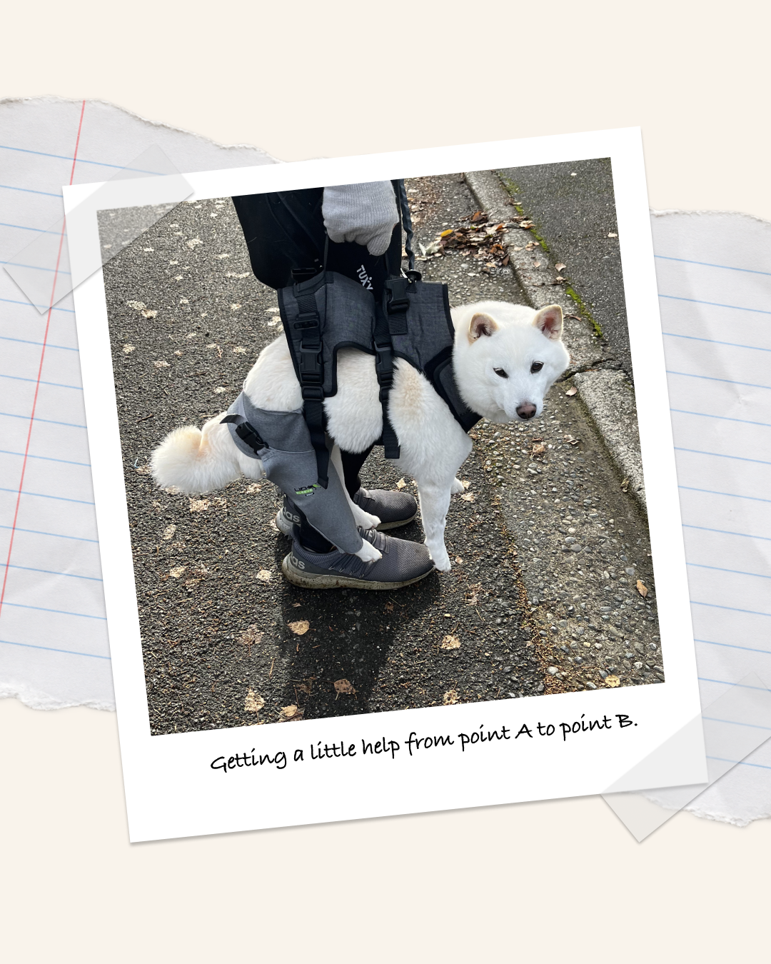 Our Dog Went Through Two TPLO Surgeries: What Recovery Was Really Like