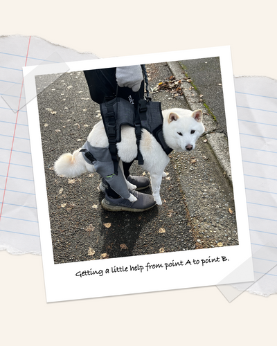 Our Dog Went Through Two TPLO Surgeries: What Recovery Was Really Like