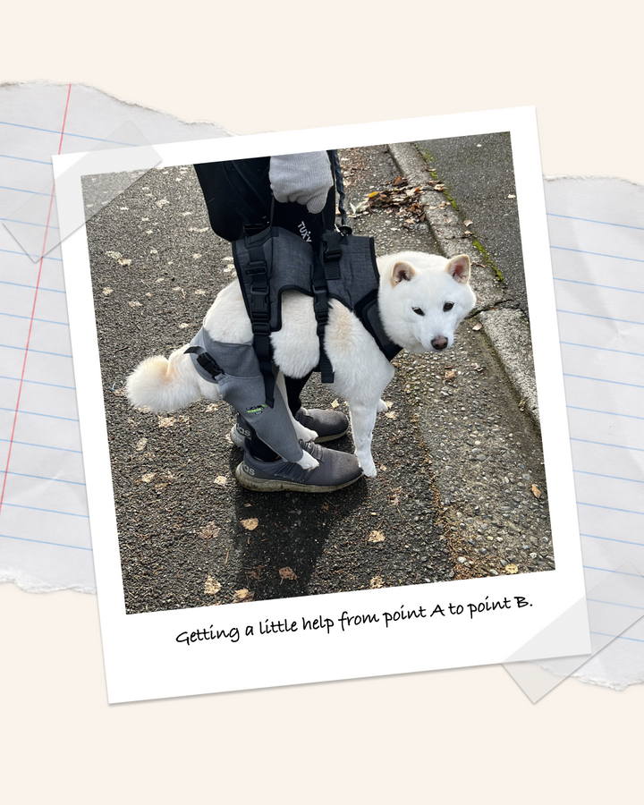 Our Dog Went Through Two TPLO Surgeries: What Recovery Was Really Like