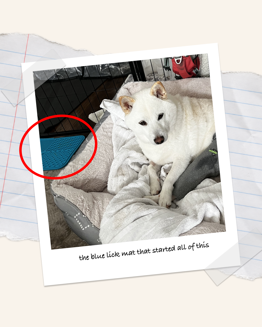 How Glacier’s TPLO Recovery Changed the Way I Think About Dog Enrichment