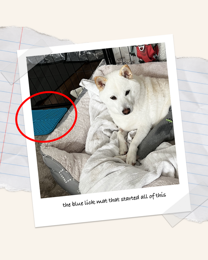 How Glacier’s TPLO Recovery Changed the Way I Think About Dog Enrichment