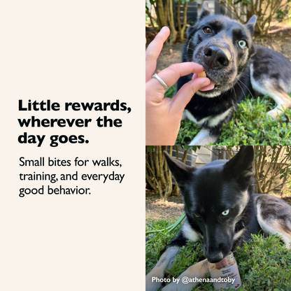 Goat Milk Training Bites — Beef & Apple
