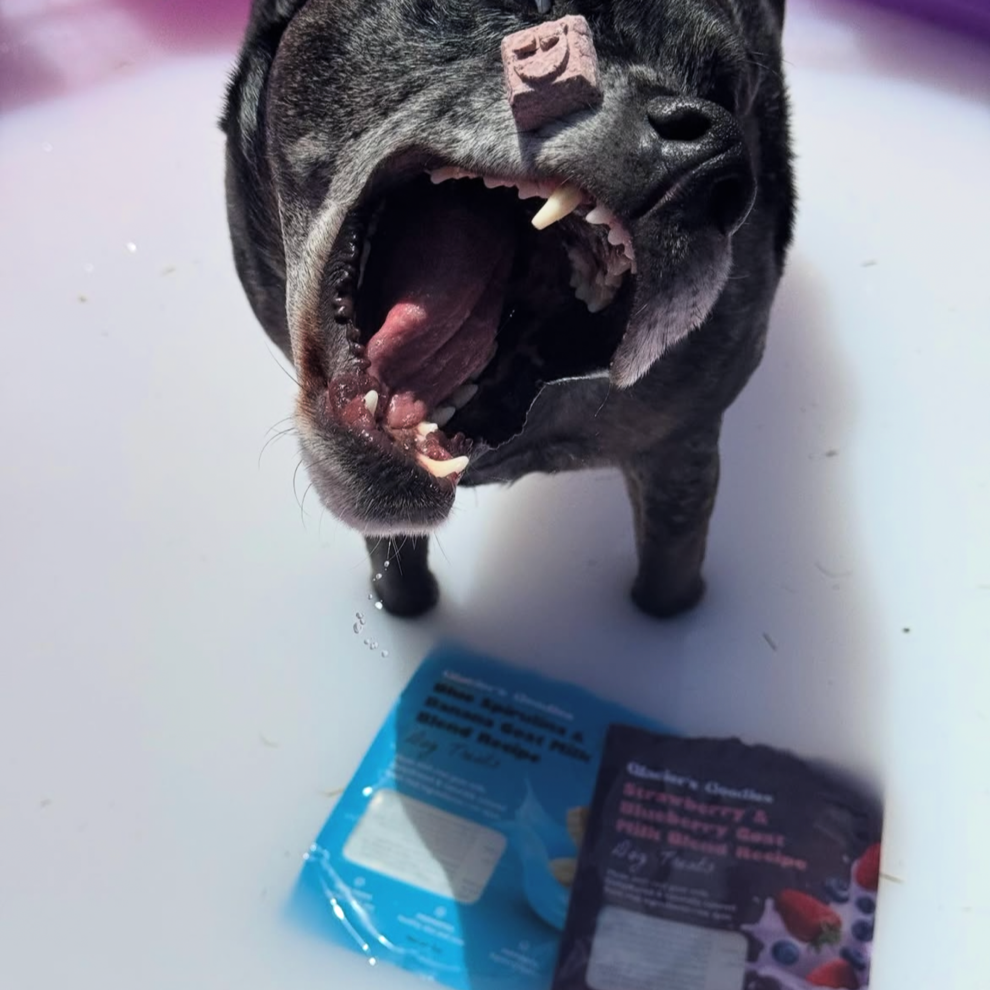 Dog with an open mouth next to a package on a white surface